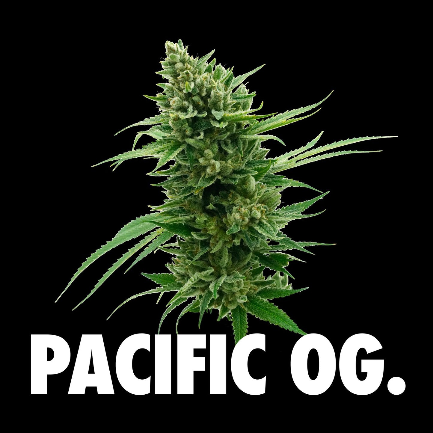 Pacific og 28g - Tantalus Labs